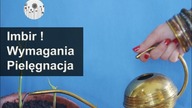 Imbir! Wymagania, pielęgnacja, uprawa. Hodowla imbiru w doniczce.