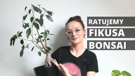 Fikus BONSAI jak uratować? Jak przesadzić, przyciąć, podlewać, pielęgnować ?