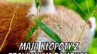 Niewiarygodne Fakty O pandach Czerwonych, W Które Nie Uwierzysz!
