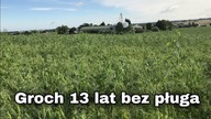 Groch na polu uprawianym 13 lat bez pługa/ Kula