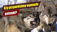WILK STRASZNY - cwany marketing czy wskrzeszenie wymarłego gatunku?