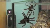 Kopulacja Psalmopoeus irminia!! CZY SAMIEC DAŁ RADĘ?!