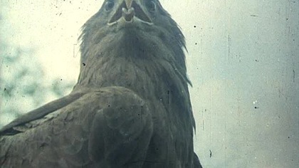 ZNAK ORŁA-CZ. 07-ZAPROSZENIE (1331)