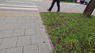 Dla braniewskiej policji jesteś podejrzany o łamanie prawa mimo że wiedzą iż go nie łamiesz! #242