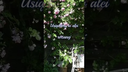 Usiądźmy w alei różanej  #shorts #dzieńdobry #zaproszenie #milegodnia #dc #ogród #słońce #roza