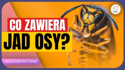 Co jest w jadzie Osy? Co zrobić gdy ugryzie Cię pszczoła? - Biologicznie Rzecz Biorąc