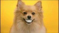 Pedigree Denta Stix
