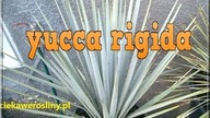 71 yucca rigida od nasionka, forum ogrodnicze zapraszamy