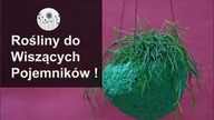 Rośliny pnące i zwisające do podwieszanych pojemników. 5 różnych gatunków