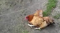 Opita Kura Na MAKSA!