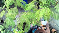 Albizia julibrissin time lapse .  Drzewo które składa liscie