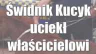 Świdnik: Kucyk uciekł właścicielowi