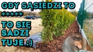 Na Działce! Vlog odc. 67 Sadzenie 40 sztuk Tuja Brabant.  Żywopłot po Taniości :) #MajsterAmator