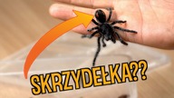Odbieranie kokonu i przegląd RZADKICH PTASZNIKÓW 