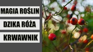 Magia Roślin DZIKA RÓŻA i KRWAWNIK- wierzenia zabobony przesądy właściwości lecznicze