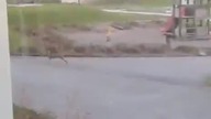 Polowanie na kr&oacute;lika