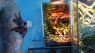 Przekładanie samicy Avicularia versicolor do nowego terrarium tropikalnego.