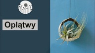 Rośliny, które żyją samym powietrzem! Oplątwy, wymagania, pielęgnacja, uprawa