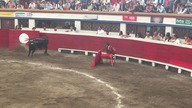 Drażnił byka na siedząco. Zobacz, co zrobiło z nim zwierzę