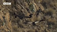 Condor tribute