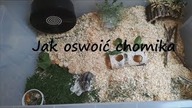 Jak oswoić chomika