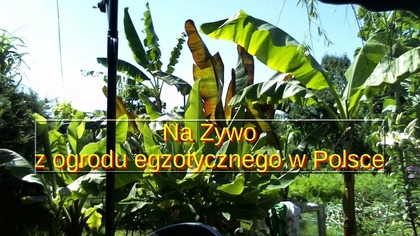 #276Cz. 3- Na żywo z ogrodu egzotycznego. Przewiń co parę minut.  ( Warm Maz- Pomorskie )
