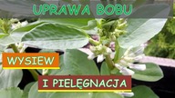  Uprawa bobu. Terminy wysiewu i pielęgnacja bobu.