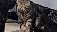 Koty rozmawiają o interesach #cat #shorts #netherlands