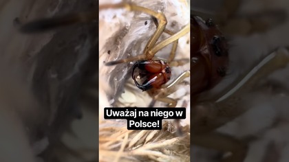 Cala łąka kolczaków  Zbrojnikowate gotowe do zimowania.  #ptasznikizajaca #spider #truespider