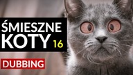 ŚMIESZNE KOTY #16  DUBBING: MATT OLECH
