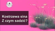 Kostrzewa sina. Najładniejsza niebieska trawa do ogrodu! Z czym ją sadzić?