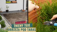 Czosnki ozdobne.  Przycinanie tui na jesień.  Obrzeża pod taras z kostki brukowej.