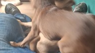 To jest moje miejsce #chihuahua