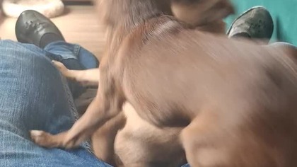 To jest moje miejsce #chihuahua