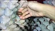 MORE 10 of most beautiful worlds Roaches (part 2)