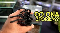 Czarna jak węgiel  Grammostola pulchra i jej nowy dom!