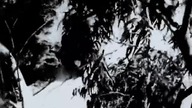 Pełzający terror(The Creeping Terror)1964 eng