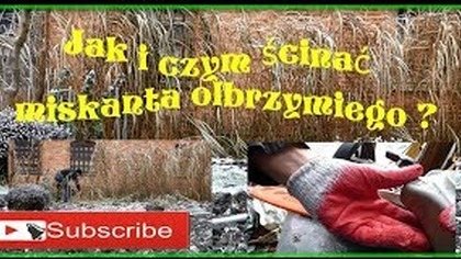 Odc.  387- Wycinanie, cięcie miskanta olbrzymiego piłą, sekatorem. Ogólna porada.  YouTube stalewiak.