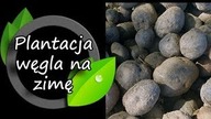 Pierwsza w Polsce plantacja węgla? Czyli fioletowe ziemniaki.