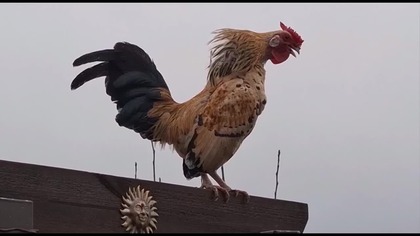 Kurczaki i przesiedlenie jarzębiatych * Garden kuRaż * 05.  02.  2025