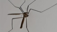 2021-08-23 komar, on :D wart uwagi tylko ze względu na wielkość, bo niegroźne bydle to.