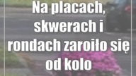 Na placach, skwerach i rondach zaroiło się od kolorów
