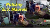 Odc-793-Cz nr2-Chowanie grubego ponad 100kg bananowca do szklarni. E. V. Maurelii,ile ma lat itp.