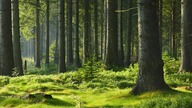 Nature Sounds #2