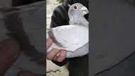 Bricoux pigeon from colleague Zenon Sz.  Jelenia Góra Long range and endurance.