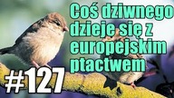 Setki ptaków spadają z nieba na ulice i chodniki