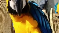 Papugarnia #shorts #short #shortvideo #shortviral #shortsvideo #shortsyoutube #shortsyoutube