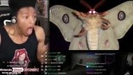 MOTH SPLOT TWIST