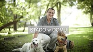 Stado w domu
