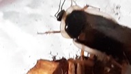 Blaptica dubia (petting the roach, cuz why not)  #roach #dubia #dubiaroaches